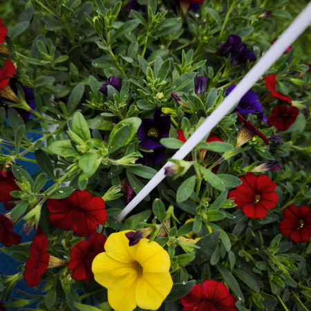 Calibrachoa tricolora in ghiveci suspendat Iasi | Flori în drum [1]