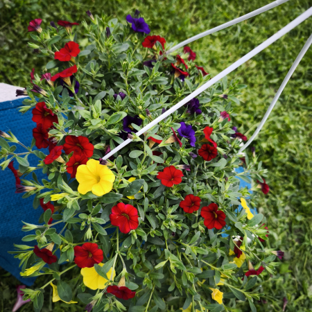 Calibrachoa tricolora in ghiveci suspendat Iasi | Flori în drum [0]