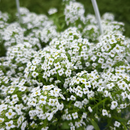 Gypsophila Floarea Miresei alb Iași - flori albe Flori în drum [1]
