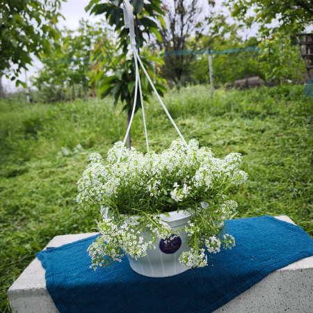Plante pentru exterior - Gypsophila Floarea Miresei alb Iași - flori albe Flori în drum