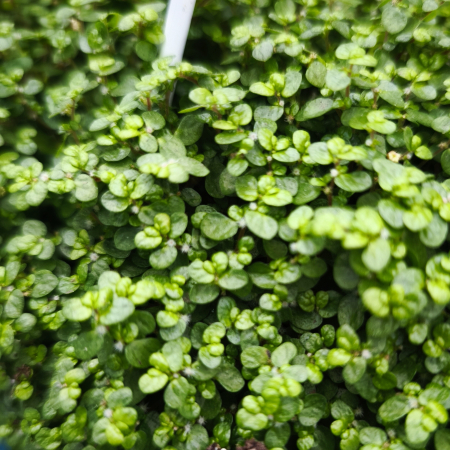 Lacrimile Îngerului plantă acoperitoare verde Iași | Flori în drum [1]