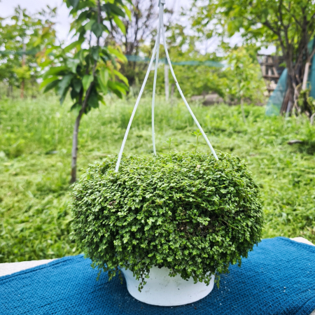 Lacrimile Îngerului plantă acoperitoare verde Iași | Flori în drum [0]