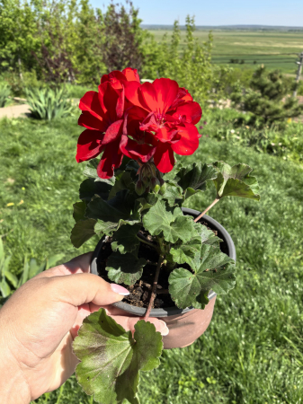 Mușcată Calliope – ghiveci 12 cm | Plantă viguroasă, înflorire abundentă [0]