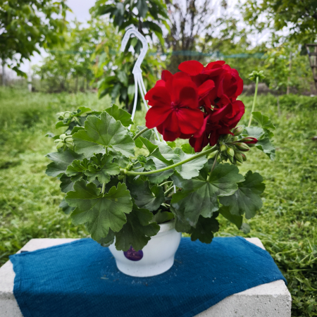 Mușcată Caliope XL cu flori mari Iași | Flori în drum [0]