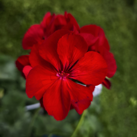 Mușcată Caliope XL cu flori mari Iași | Flori în drum [1]