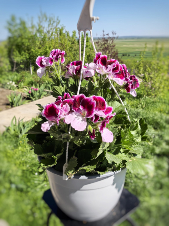 Mușcată englezească roz pentru balcon Iași | Flori în drum [1]