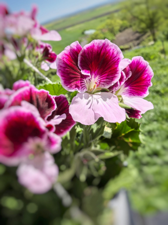 Mușcată englezească roz pentru balcon Iași | Flori în drum [0]