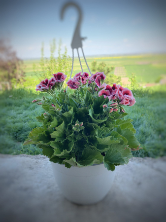 Mușcată englezească roz pentru balcon Iași | Flori în drum [2]