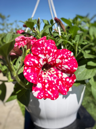 Petunii - Petunia mov cu pete albe Glacier Sky Iași