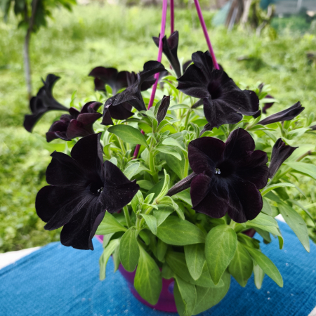 Petunia Black Velvet neagră de balcon Iași [3]