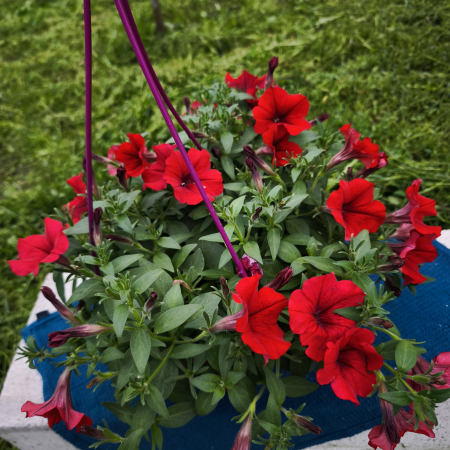 Petunia roșie Bonnie Red pentru balcon Iași [1]