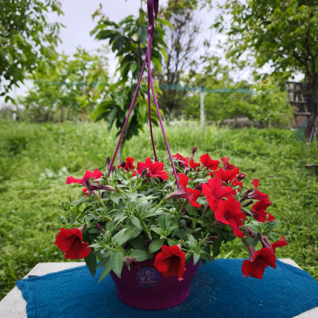 Petunia roșie Bonnie Red pentru balcon Iași [0]