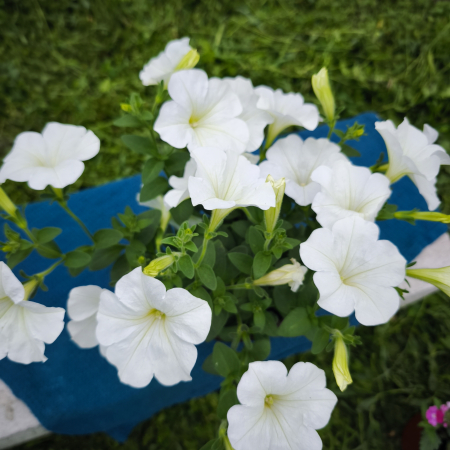 Petunia albă Bonnie White Iași [1]