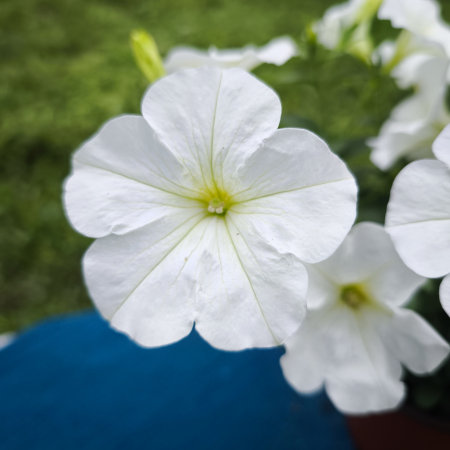 Petunia albă Bonnie White Iași [2]