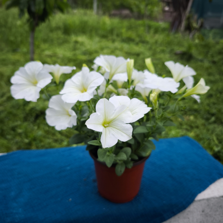 Petunii - Petunia albă Bonnie White Iași