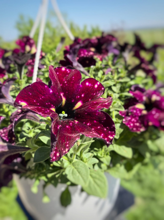 Petunii - Petunia Burgundy Sky roșie cu pete albe Iași