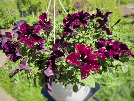 Petunia Burgundy Sky roșie cu pete albe Iași [1]
