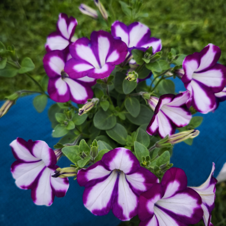 Petunia mov cu dungi albe Famous Swirl Iași [1]