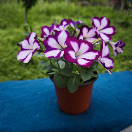Petunii - Petunia mov cu dungi albe Famous Swirl Iași