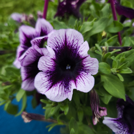 Petunia violet Famous Violet Iași [3]