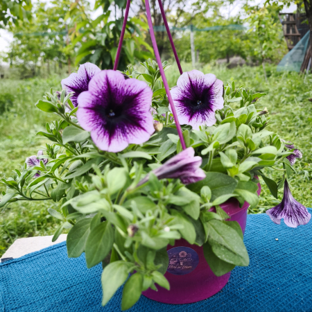 Petunii - Petunia violet Famous Violet Iași