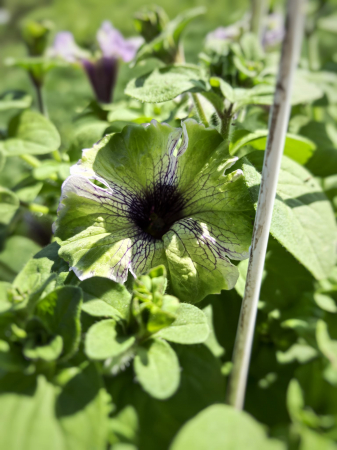 Petunia alb mov Grandiflora Dark Eye Iași Flori in Drum [1]