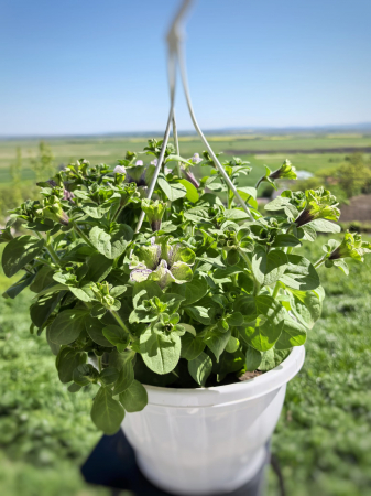 Petunia alb mov Grandiflora Dark Eye Iași Flori in Drum [2]
