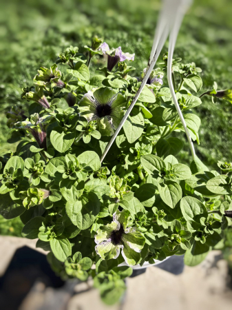 Petunia alb mov Grandiflora Dark Eye Iași Flori in Drum [0]