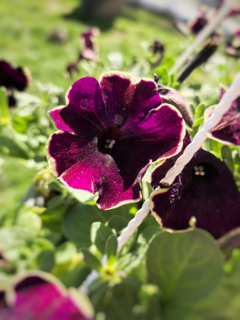Petunia violet margini albe Cascadias Rim Iași [0]