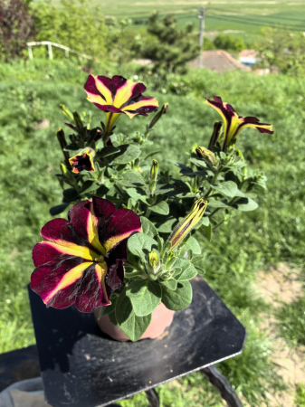 Petunia Crazytunia galben-mov – ghiveci 12 cm | Flori neobișnuite și spectaculoase [1]