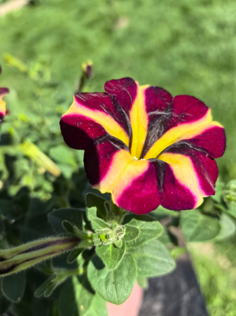 Petunii - Petunia Crazytunia galben-mov – ghiveci 12 cm | Flori neobișnuite și spectaculoase