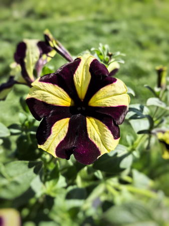 Petunia Crazytunia galben cu mov– varietate spectaculoasă | Flori în drum [0]