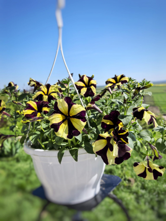 Petunia Crazytunia galben cu mov– varietate spectaculoasă | Flori în drum [1]