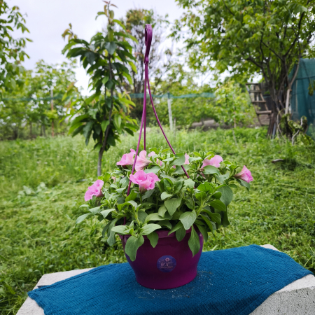 Petunii - Petunia dublă roz luxuriant Iași