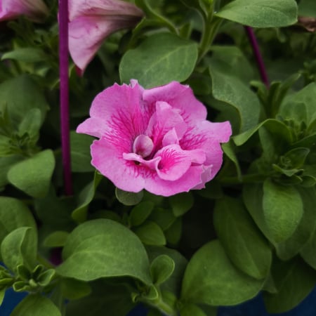 Petunia dublă roz luxuriant Iași [1]