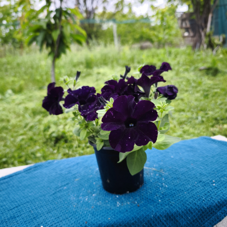 Petunii - Petunie mov – Ghiveci 12 cm Iasi | Flori în drum