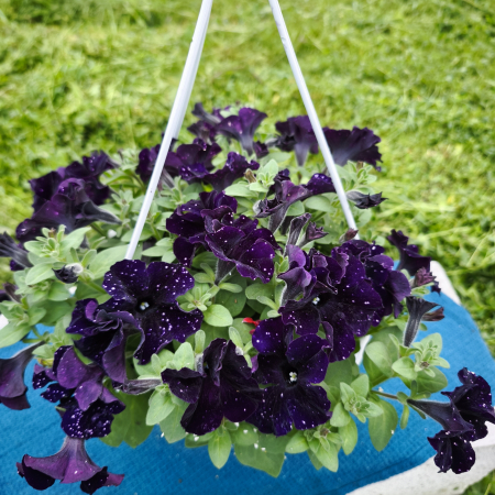 Petunie mov instelata – Ghiveci suspendat cu flori petunie Iasi | Flori în drum [1]