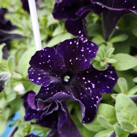 Petunie mov instelata – Ghiveci suspendat cu flori petunie Iasi | Flori în drum [2]