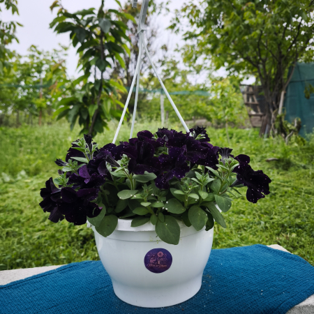 Petunie mov instelata – Ghiveci suspendat cu flori petunie Iasi | Flori în drum [0]