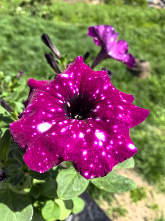 Petunii - Petunia mov Royal Sky Iași