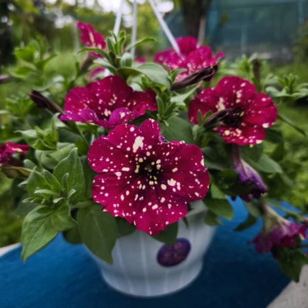 Petunie mov – Ghiveci 23 cm Iasi | Flori în drum [1]