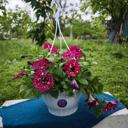 Petunie mov – Ghiveci 23 cm Iasi | Flori în drum [0]