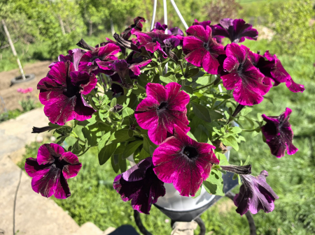 Petunia mov Johnny Flame Iași [1]