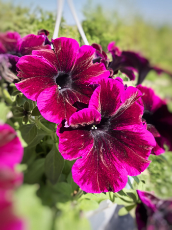 Petunia mov Johnny Flame Iași [0]