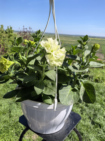 Petunie bătută albă – ghiveci suspendat 23 cm | Flori în drum [0]