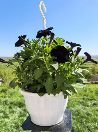 Petunii - Petunia Black Velvet neagră de balcon Iași
