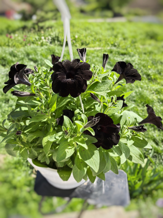 Petunia Black Velvet neagră de balcon Iași [1]