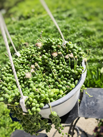 Șirag de perle – plantă suculentă curgătoare Iași [1]