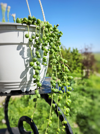 Șirag de perle – plantă suculentă curgătoare Iași [0]