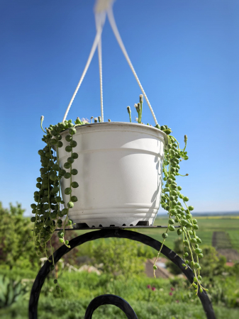 Șirag de perle – plantă suculentă curgătoare Iași [2]